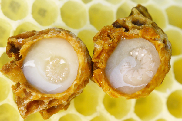 Khasiat Royal Jelly - Women Online Magazine