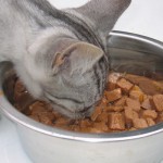 Semak,Makanan Kucing Terbaik