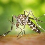 9 Petua Berkesan Untuk Halau Nyamuk Aedes