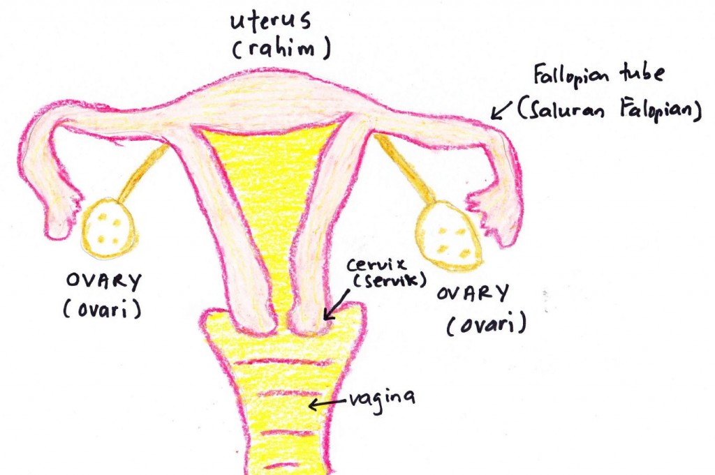 fibroid 2 - woman online magazine