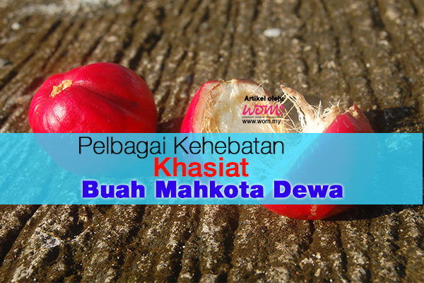 khasiat mahkota dewa - women online magazine