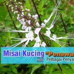 9 Khasiat Misai Kucing