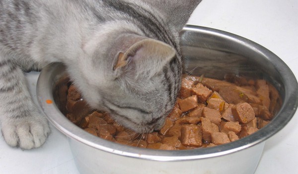 Makanan Kucing Terbaik - Women Online Magazine