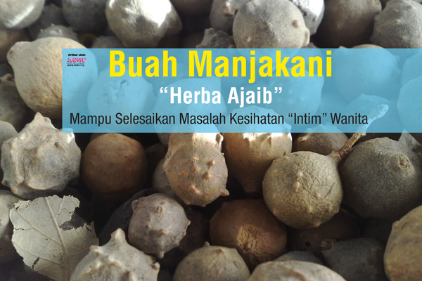 buah manjakani - women online magazine