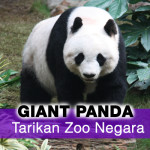 Pasangan Panda Gergasi Bakal Tarik Lebih Ramai Pengunjung Ke Zoo Negara